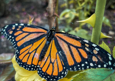 Butterflies2022-064
