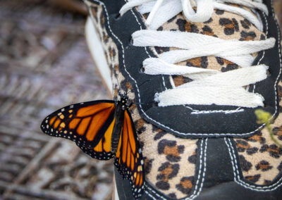 ABWButterflies25-084