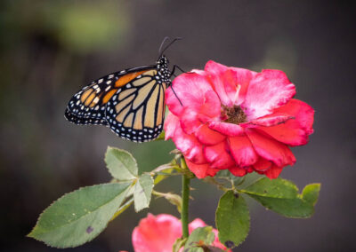 ABWButterflies25-085