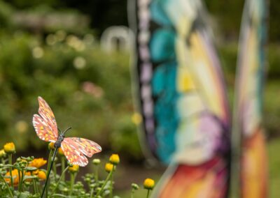 ABW-Butterflies2026-018