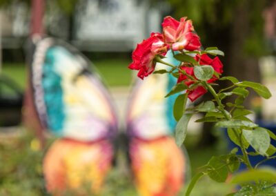 ABW-Butterflies2026-051