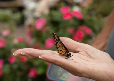 ABW-Butterflies2026-065