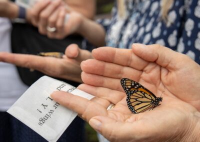 ABW-Butterflies2026-075