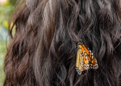 ABW-Butterflies2026-079