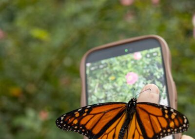 ABW-Butterflies2026-080