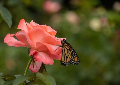 ABW-Butterflies2026-083