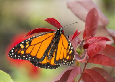 ABW-Butterflies2026-085